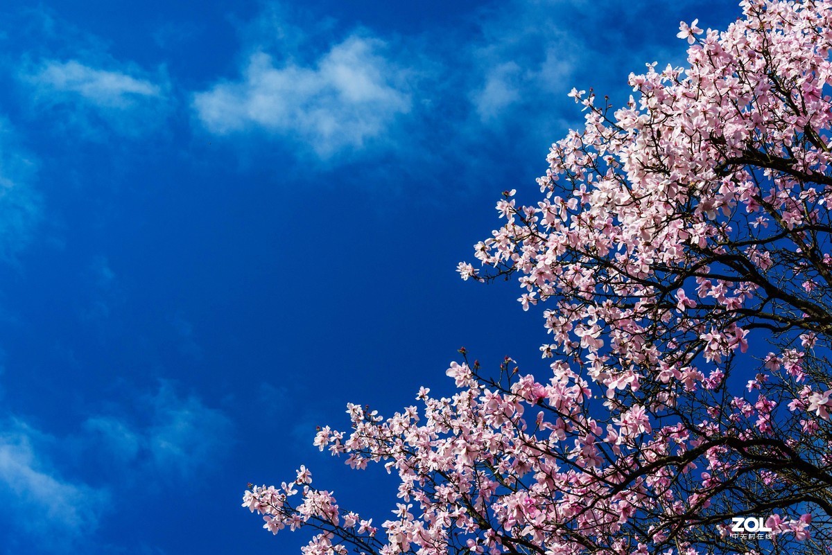 吴家后山辛夷花