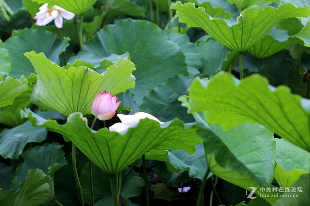 附庸风雅、凑凑热闹，望师友们还没审美疲劳！——荷