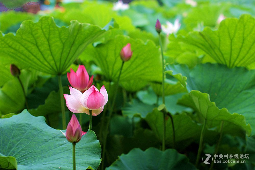 附庸风雅、凑凑热闹，望师友们还没审美疲劳！——荷