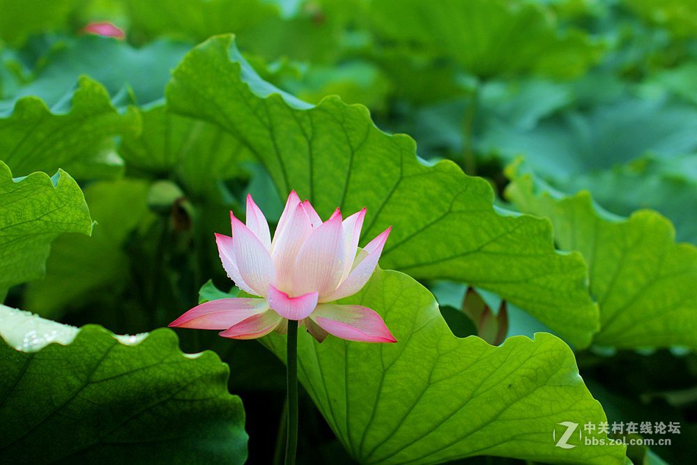 附庸风雅、凑凑热闹，望师友们还没审美疲劳！——荷