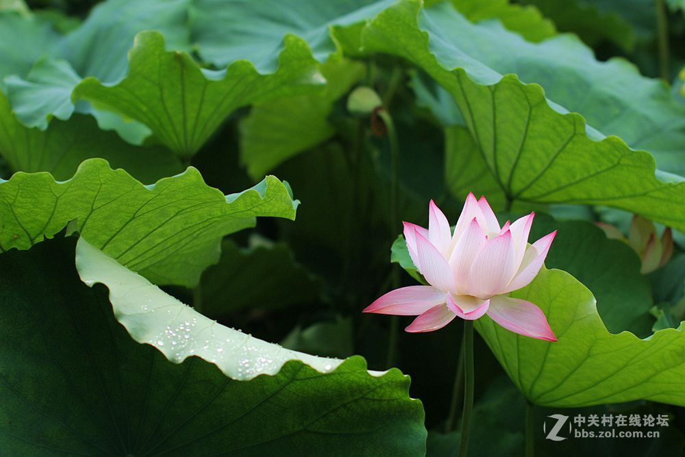 附庸风雅、凑凑热闹，望师友们还没审美疲劳！——荷