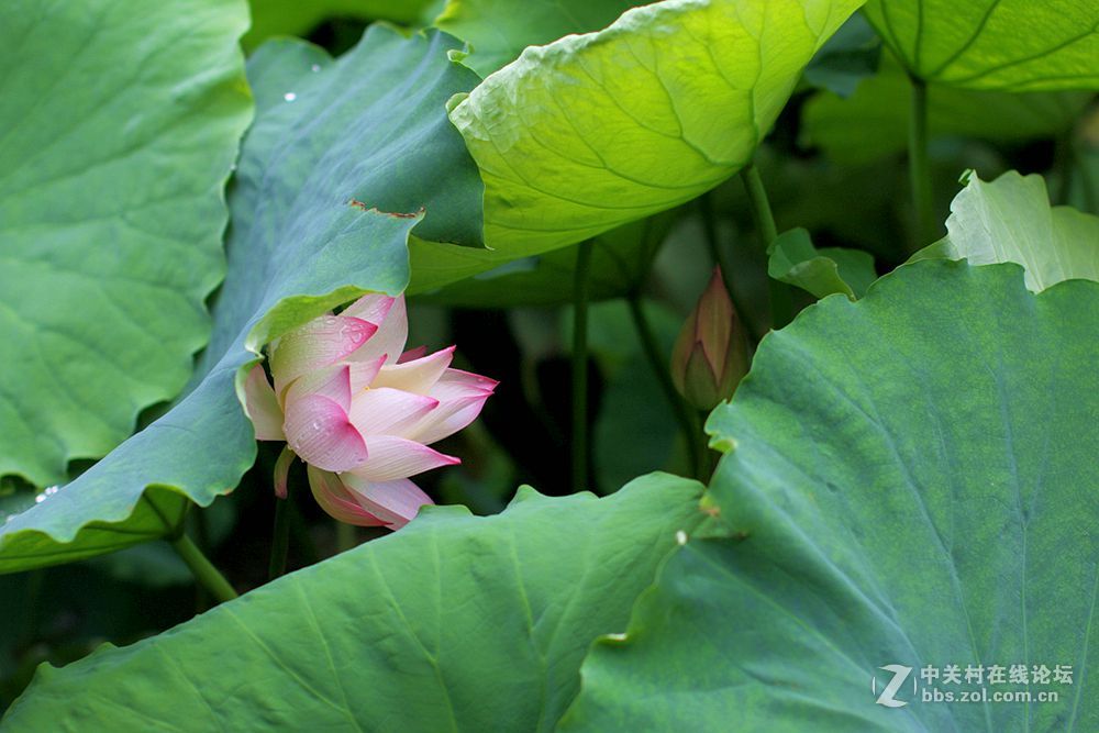 附庸风雅、凑凑热闹，望师友们还没审美疲劳！——荷