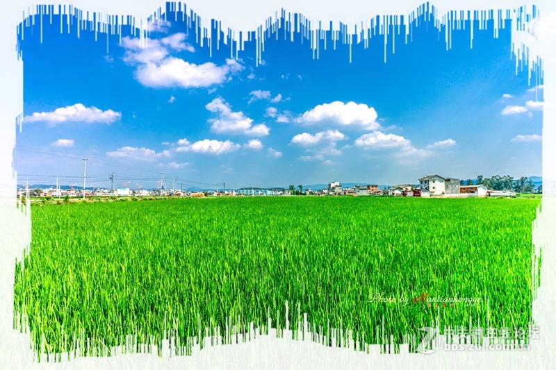 新凉一夏——一组田园清新的风，问候各位摄友！