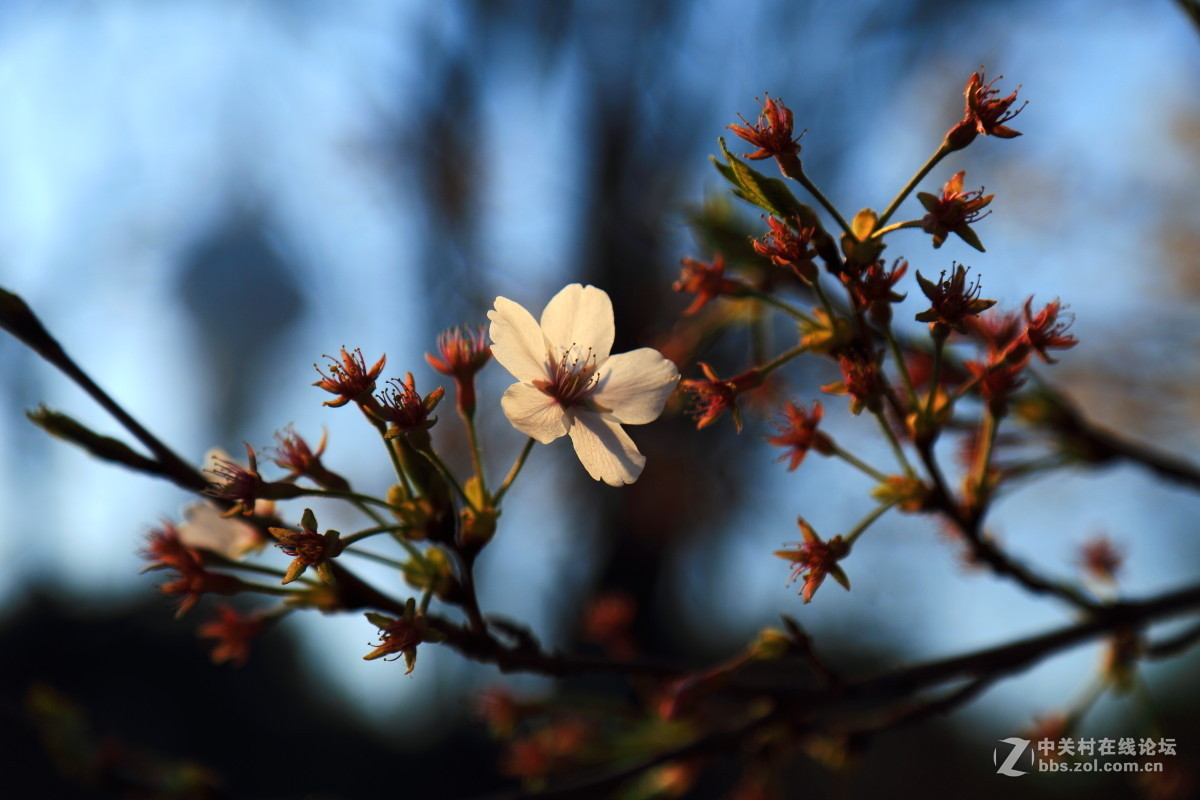 樱花