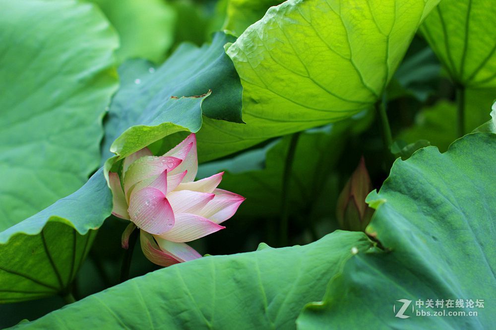 附庸风雅、凑凑热闹，望师友们还没审美疲劳！——荷