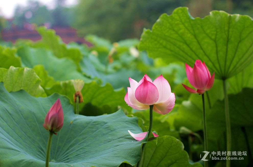 附庸风雅、凑凑热闹，望师友们还没审美疲劳！——荷