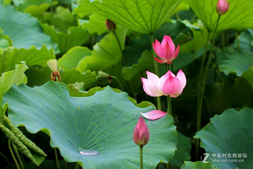 附庸风雅、凑凑热闹，望师友们还没审美疲劳！——荷