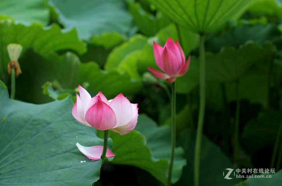 附庸风雅、凑凑热闹，望师友们还没审美疲劳！——荷