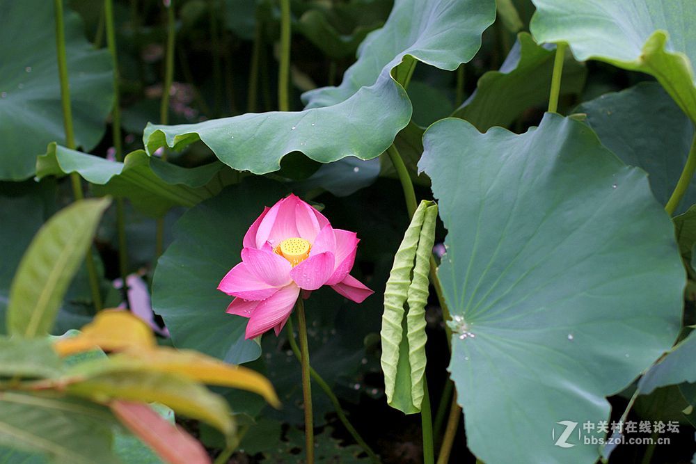 附庸风雅、凑凑热闹，望师友们还没审美疲劳！——荷