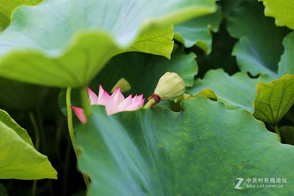 附庸风雅、凑凑热闹，望师友们还没审美疲劳！——荷