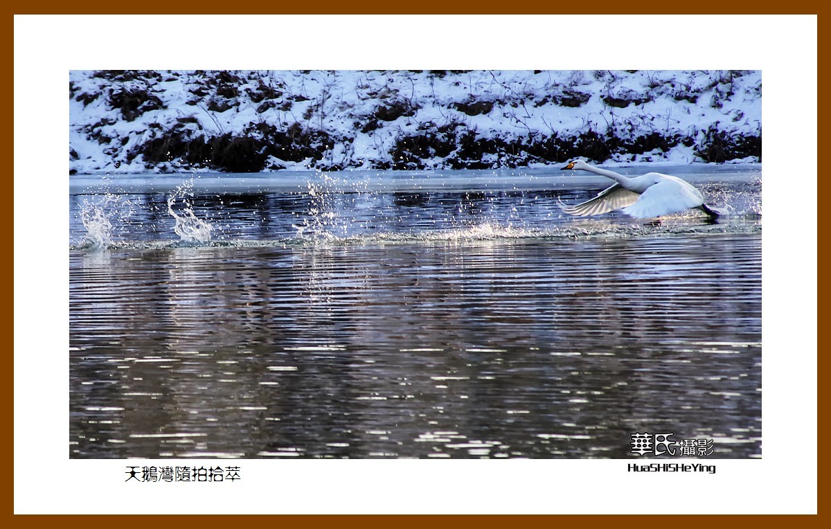 美色辽宁——天鹅湾随拍拾萃（朝阳市北票南八家子乡红村）