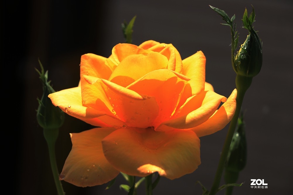 月季花