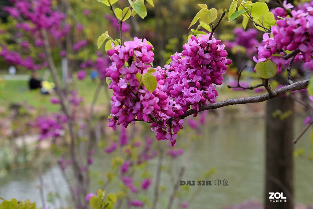紫荆花 续