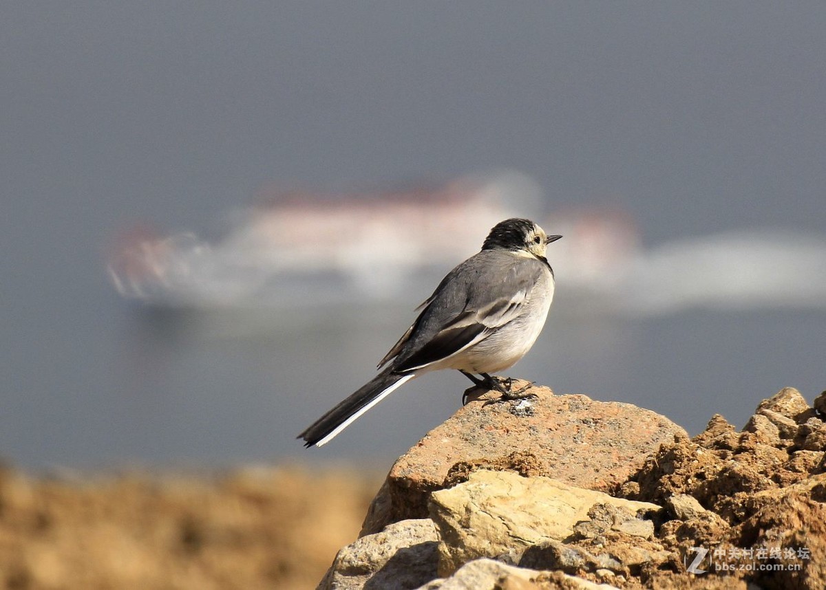 家乡地里的灰脊翎