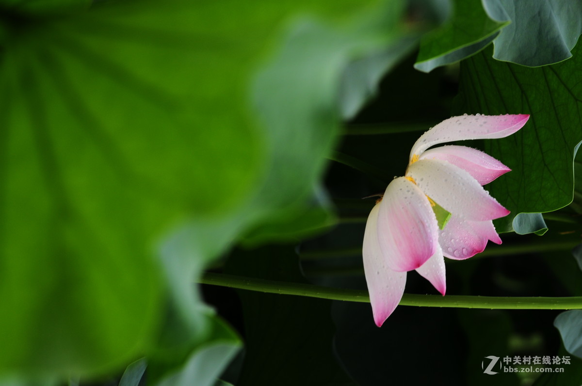又是一年荷花时