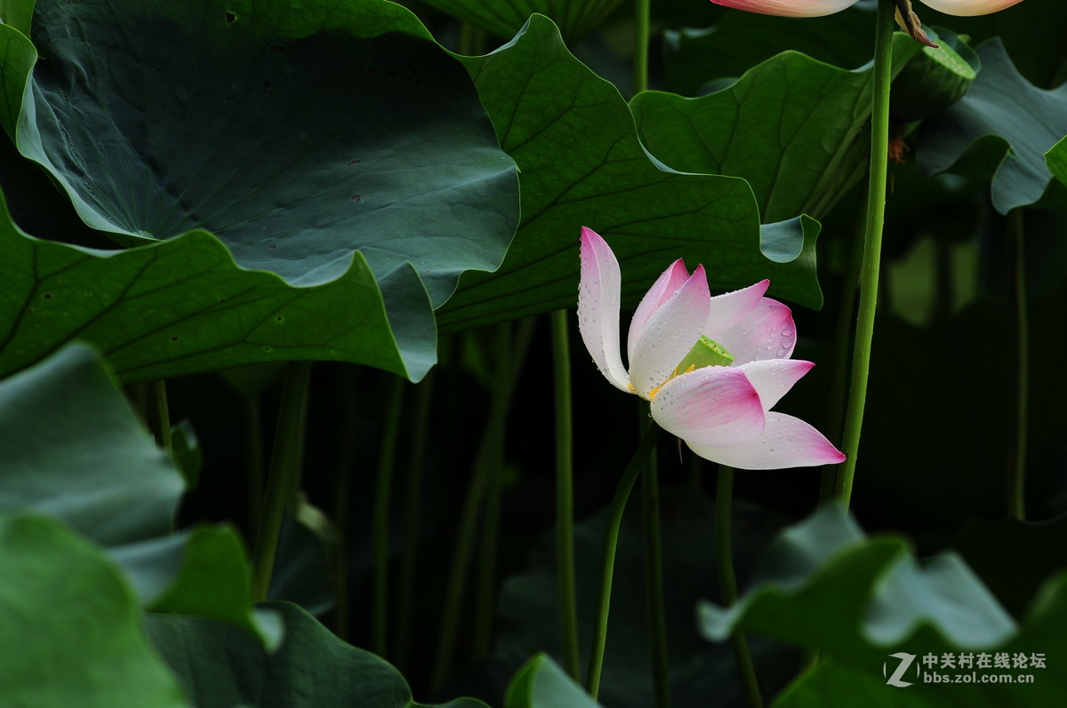 又是一年荷花时