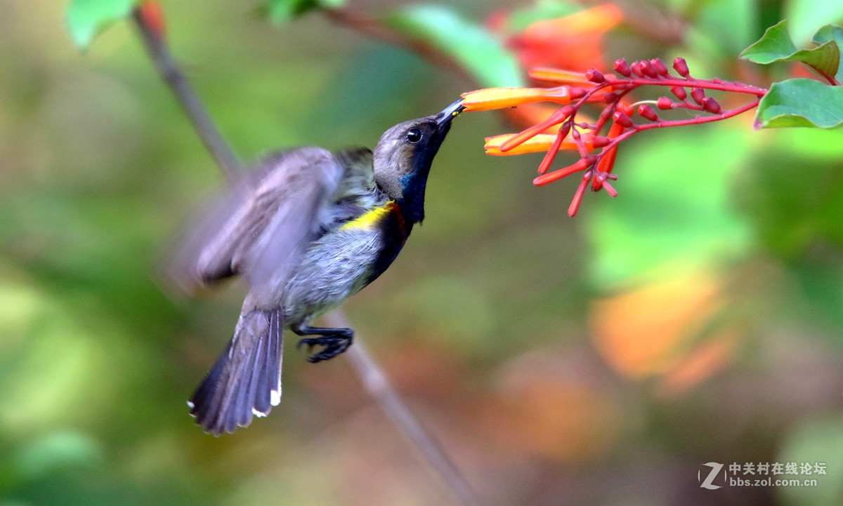 抓拍吸花蜜的花蜜鸟