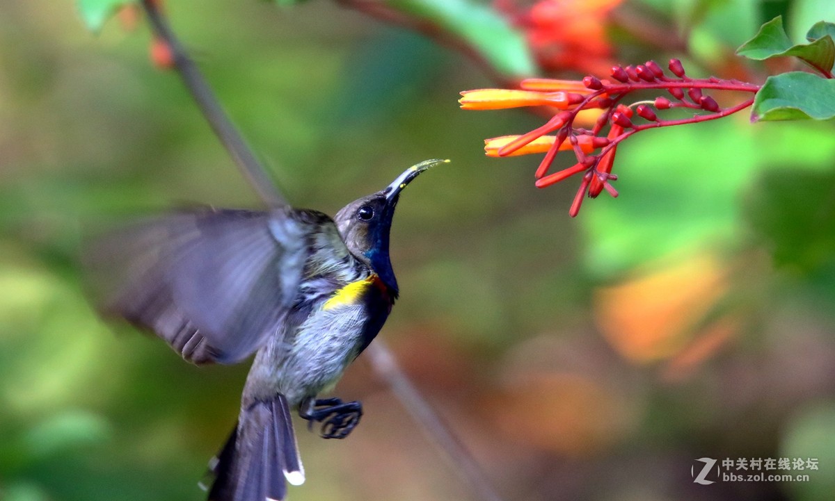 抓拍吸花蜜的花蜜鸟