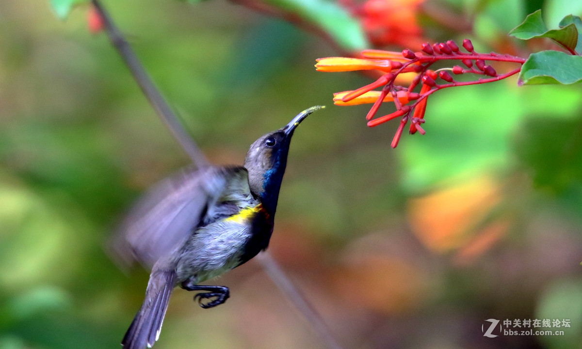 抓拍吸花蜜的花蜜鸟