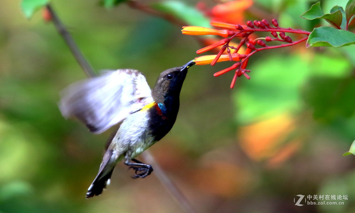 抓拍吸花蜜的花蜜鸟
