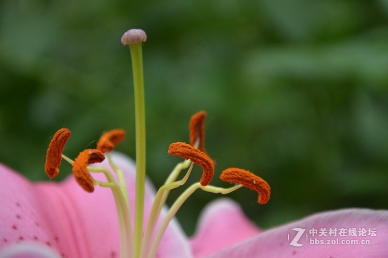 小花小虫 异样精彩