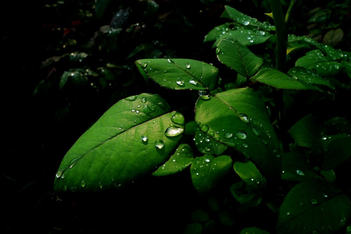 雨露滋润绿叶壮