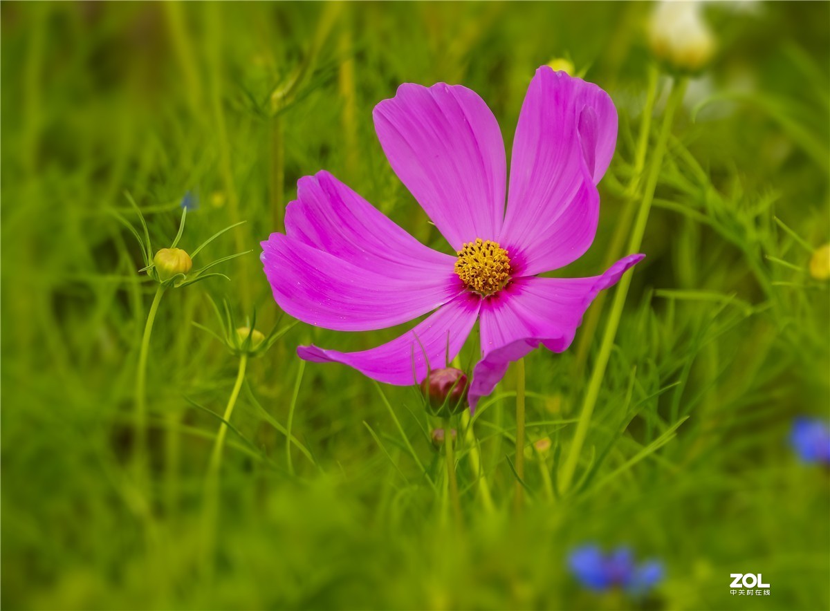 格桑花