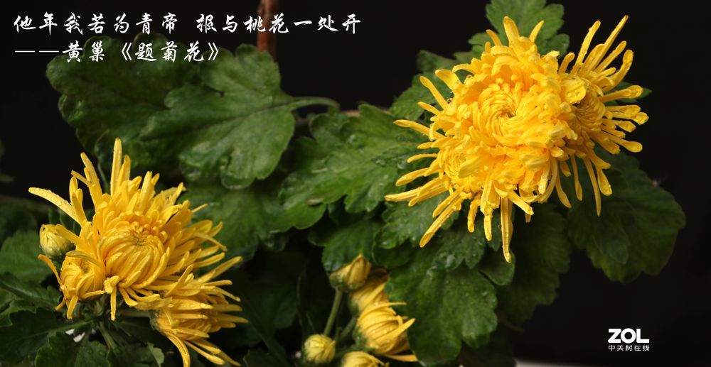 菊花