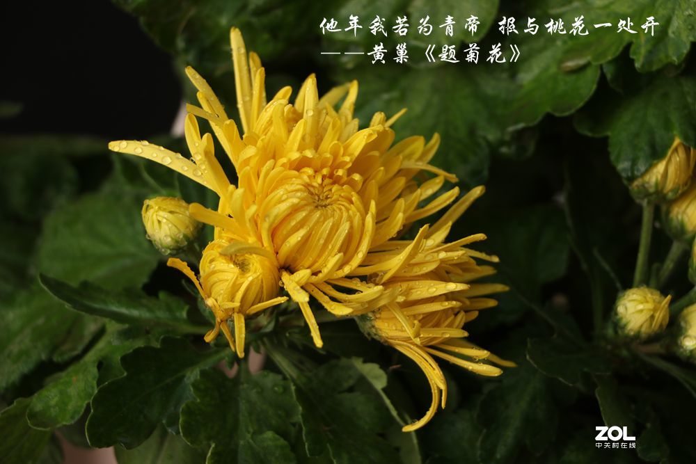 菊花