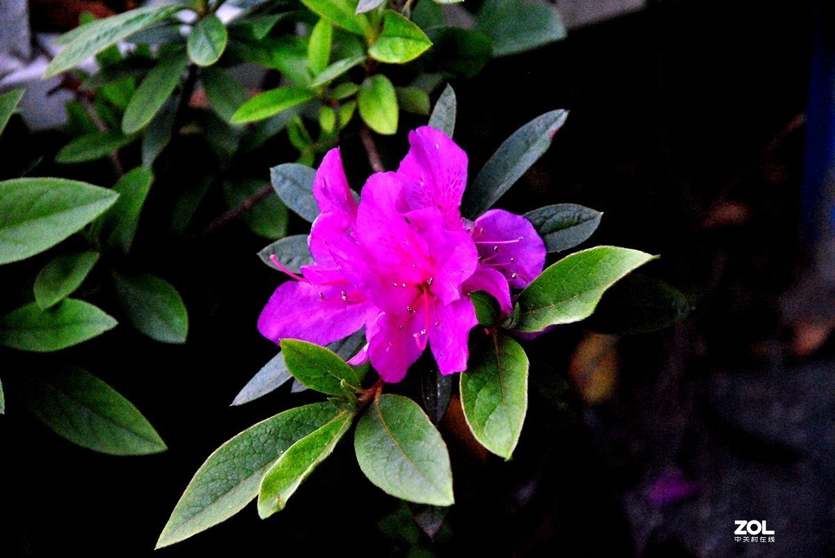 老CCD  D3000  春天的小花(一)