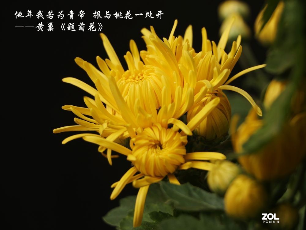 菊花