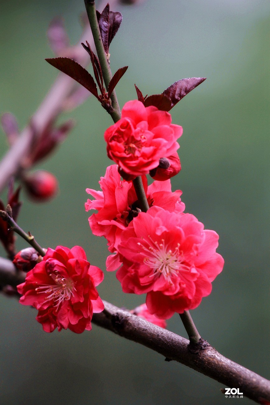 红叶碧桃花之十三