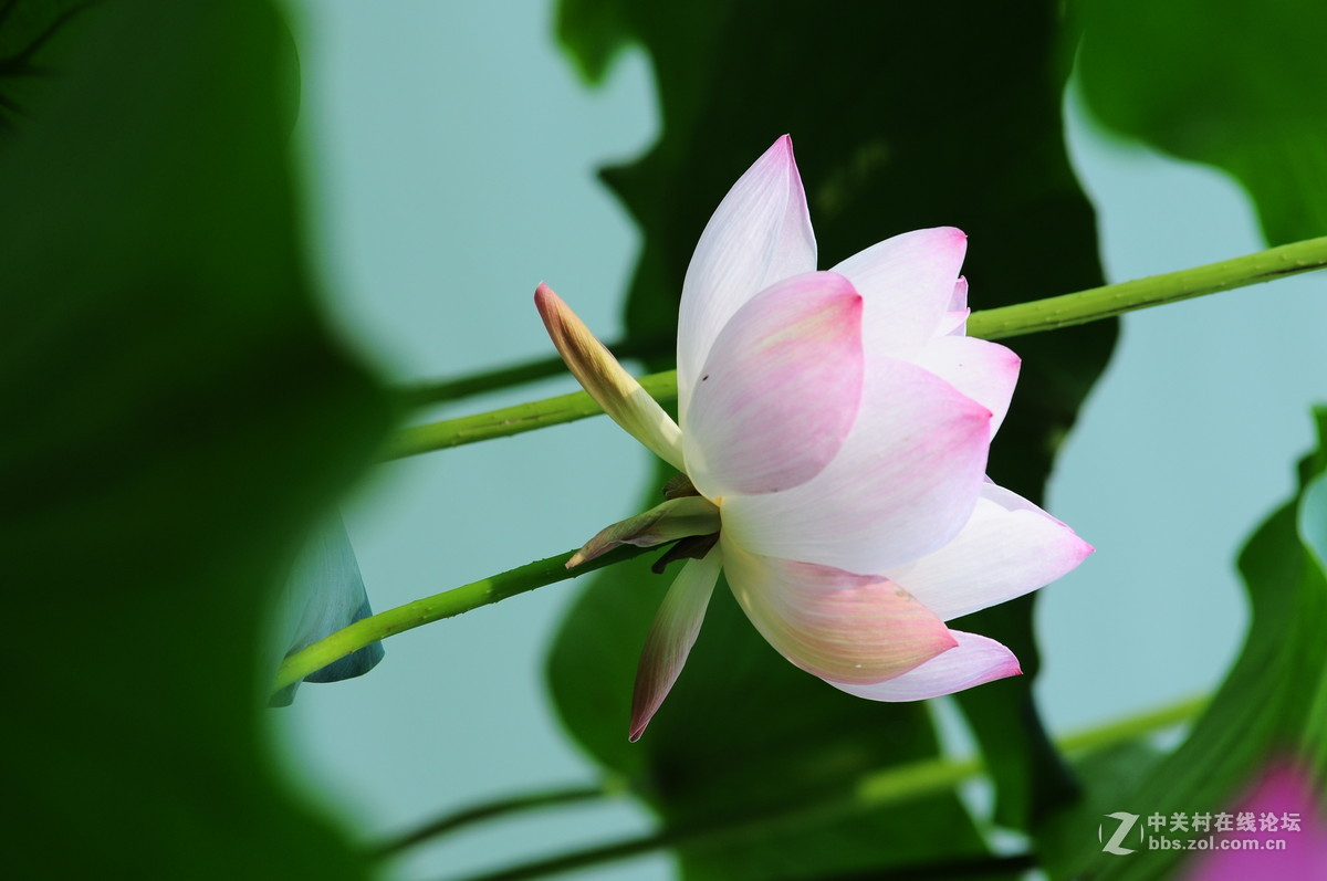 又是一年荷花时