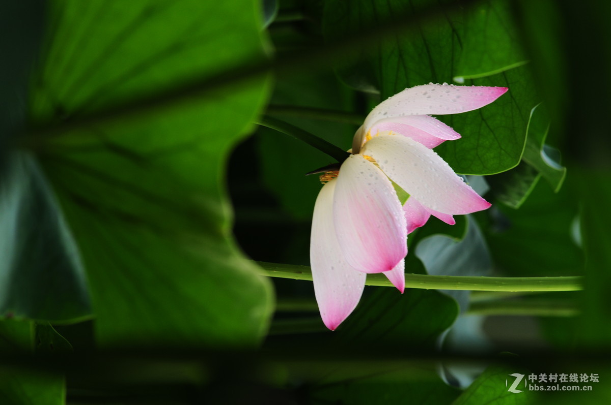 又是一年荷花时