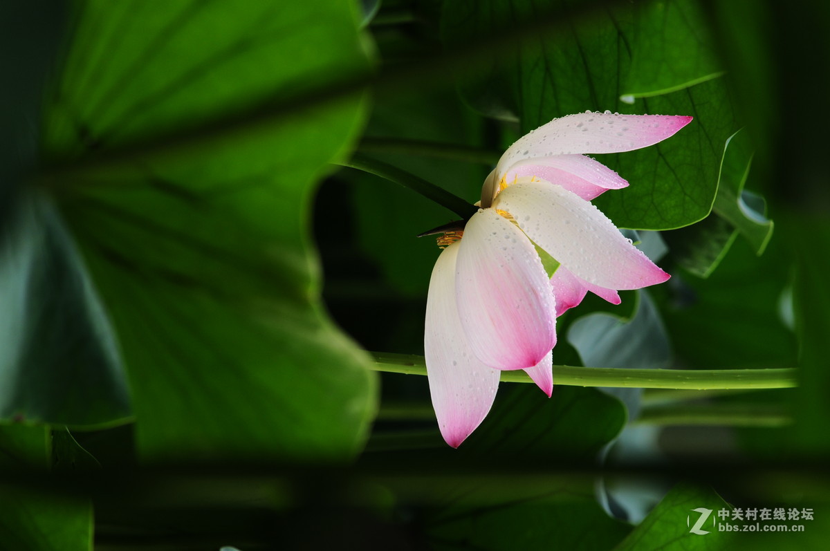又是一年荷花时