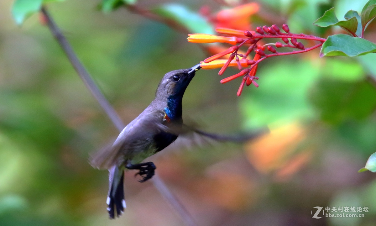 抓拍吸花蜜的花蜜鸟