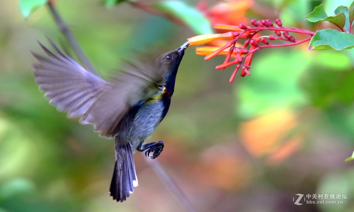抓拍吸花蜜的花蜜鸟