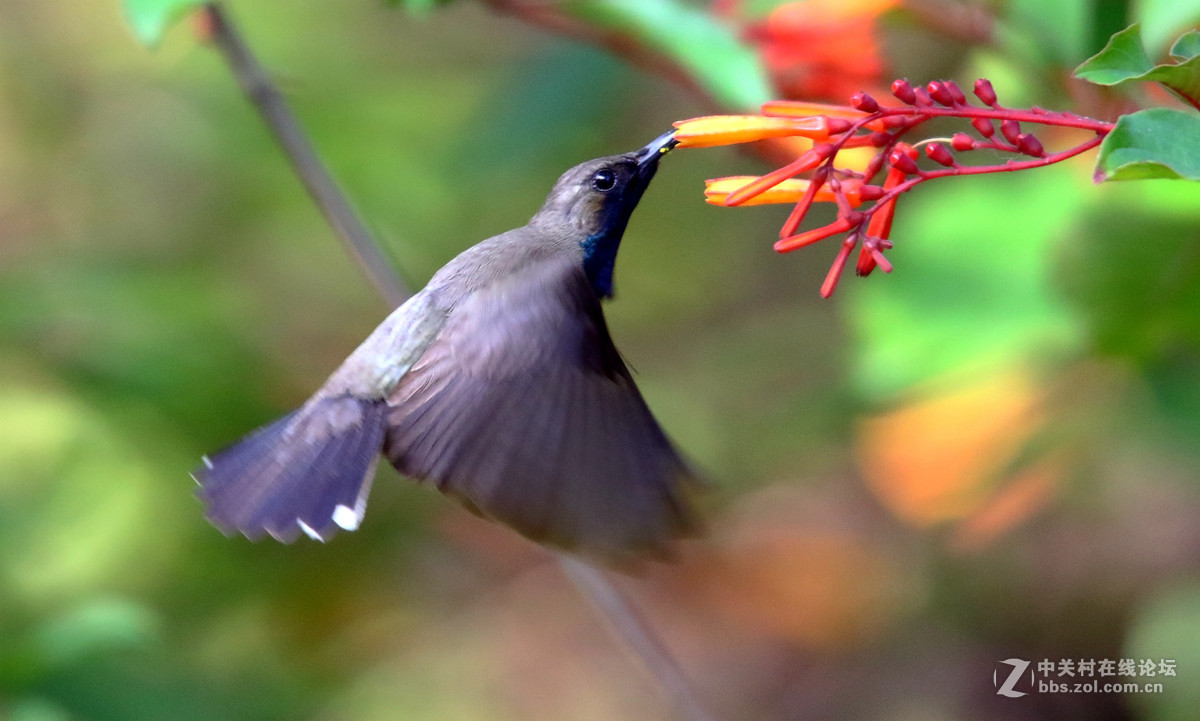 抓拍吸花蜜的花蜜鸟