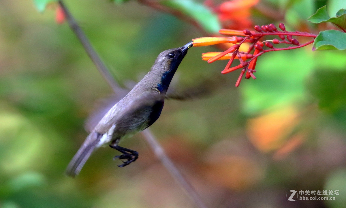 抓拍吸花蜜的花蜜鸟