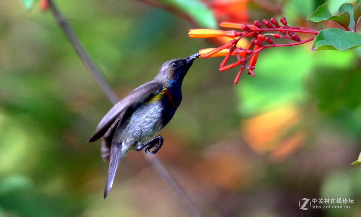 抓拍吸花蜜的花蜜鸟