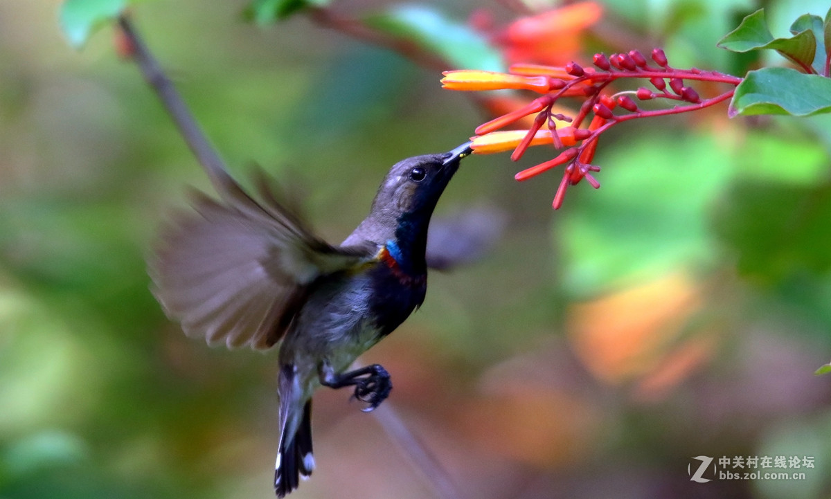 抓拍吸花蜜的花蜜鸟