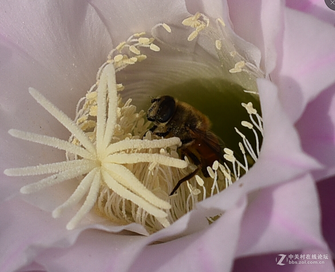 一组仙人球花。肯请老师，好友指点。