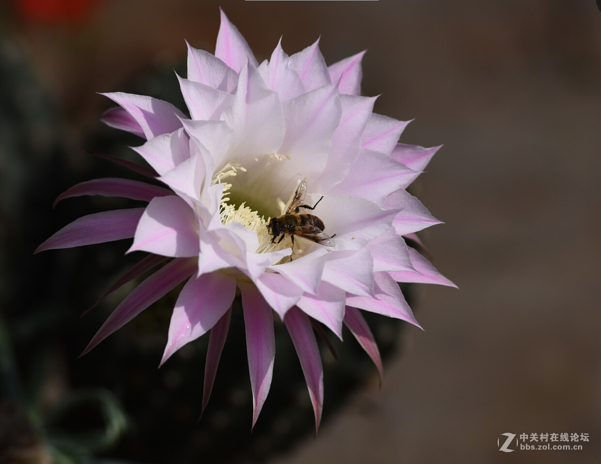 一组仙人球花。肯请老师，好友指点。