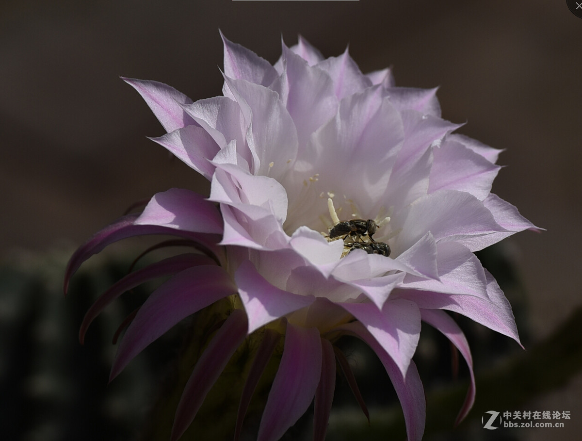 一组仙人球花。肯请老师，好友指点。