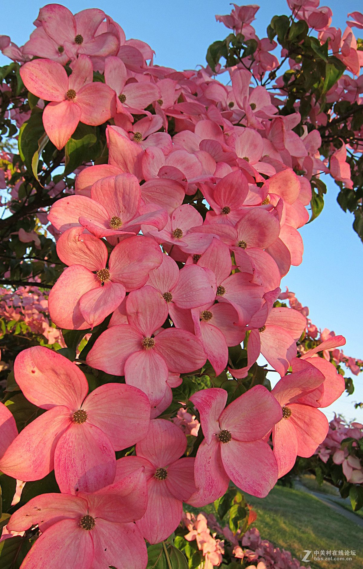 树花