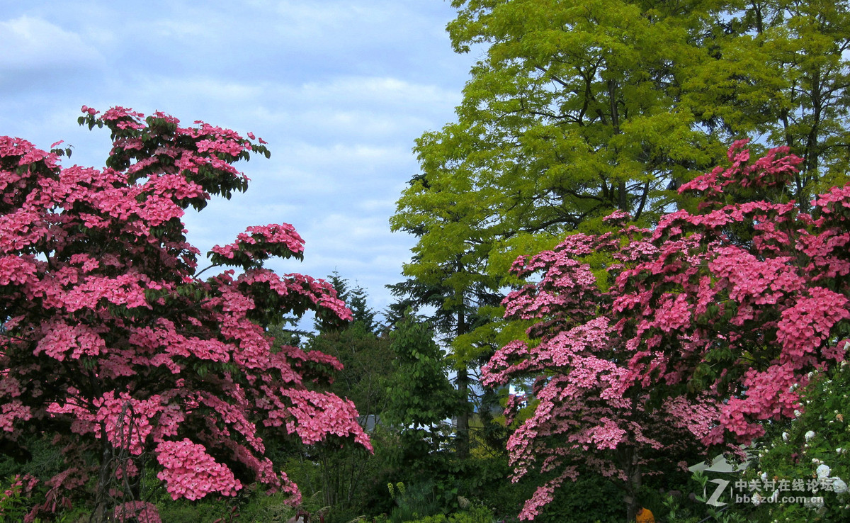 树花