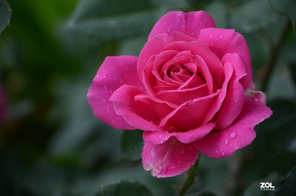 月季花---初登贵坛，拜望好友视觉光影，感谢您的鼓励与支持。