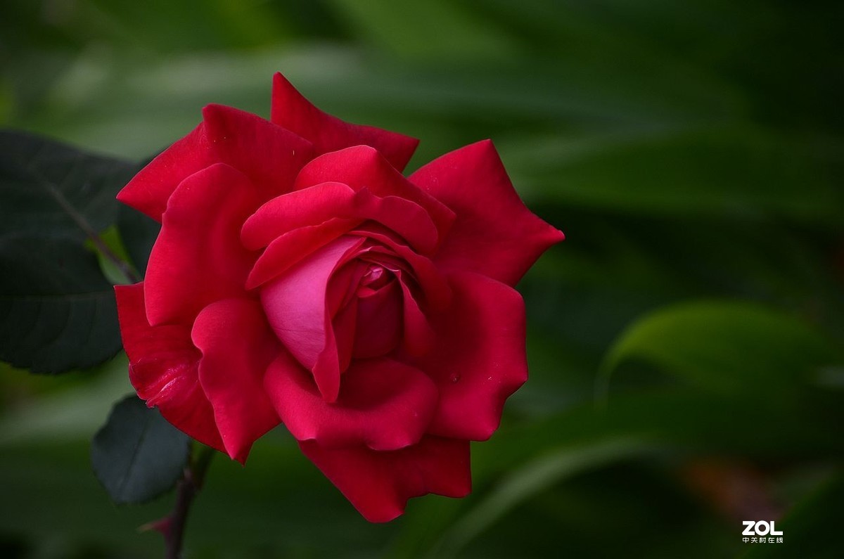 月季花---初登贵坛，拜望好友视觉光影，感谢您的鼓励与支持。