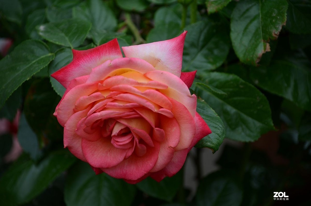 月季花---初登贵坛，拜望好友视觉光影，感谢您的鼓励与支持。