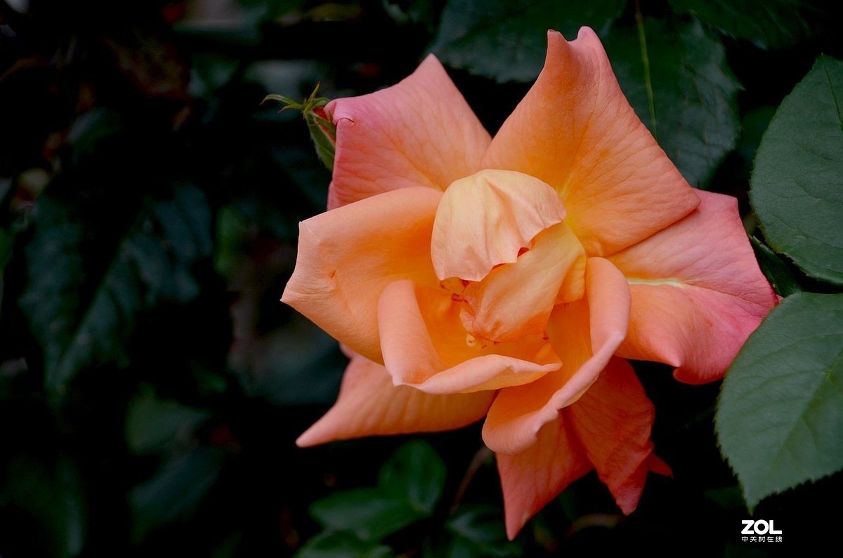 月季花---初登贵坛，拜望好友视觉光影，感谢您的鼓励与支持。